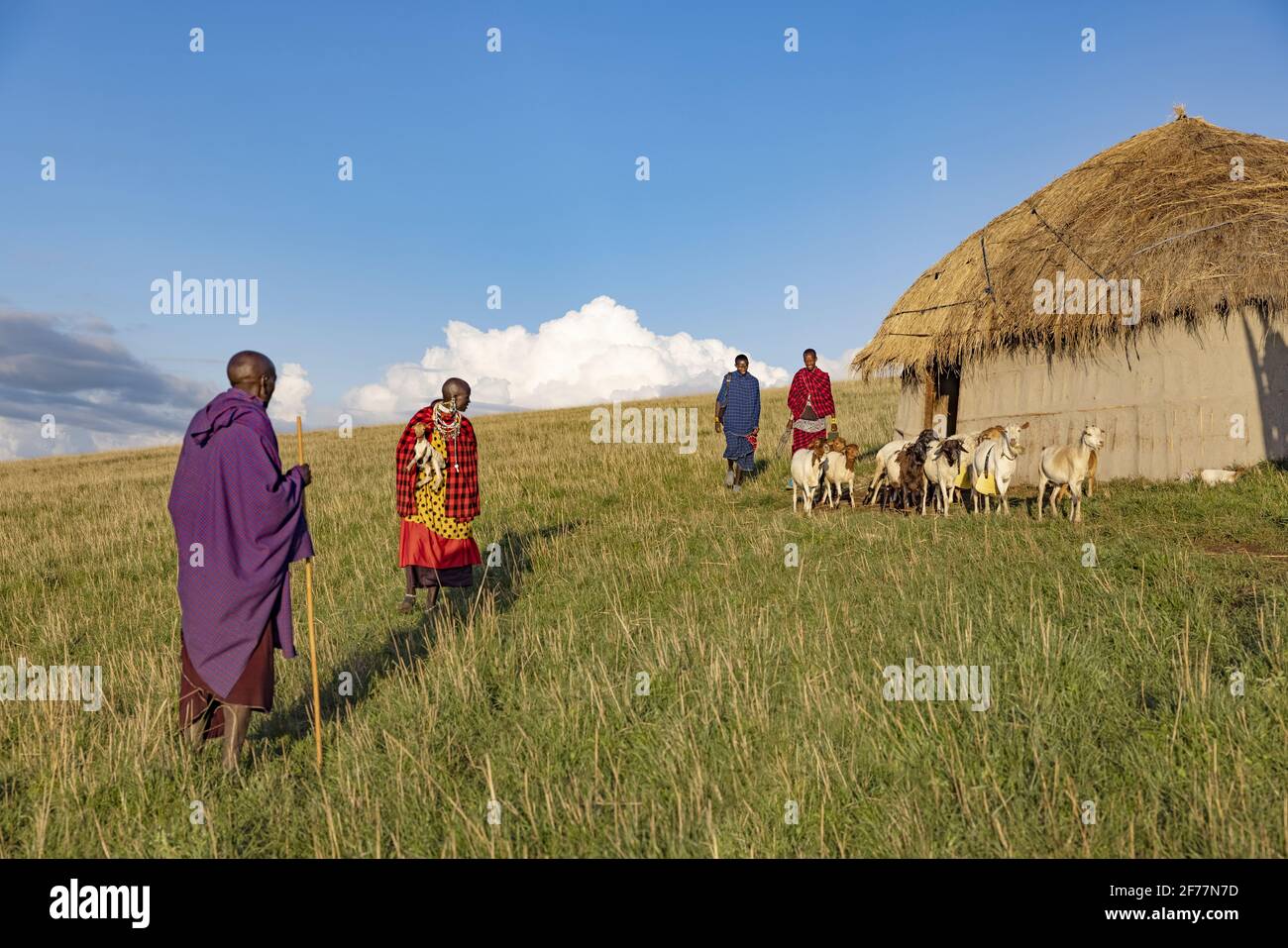 Tansania, Ngorongoro, Arusha-Region, Boma Mokila, Ngorongoro-Schutzgebiet, Am Ende des Tages kehren die Ziegen in das Gehege von Boma zurück Stockfoto