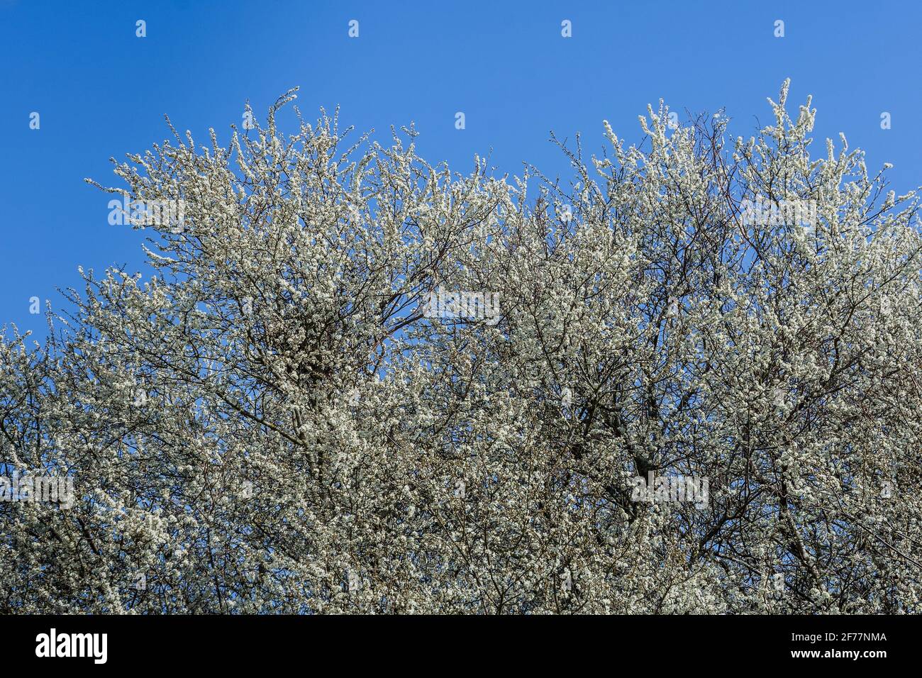 Mai blüht auf Weißdorn (Crataegus monogyna) Bäumen - Anfang April gesehen. Stockfoto