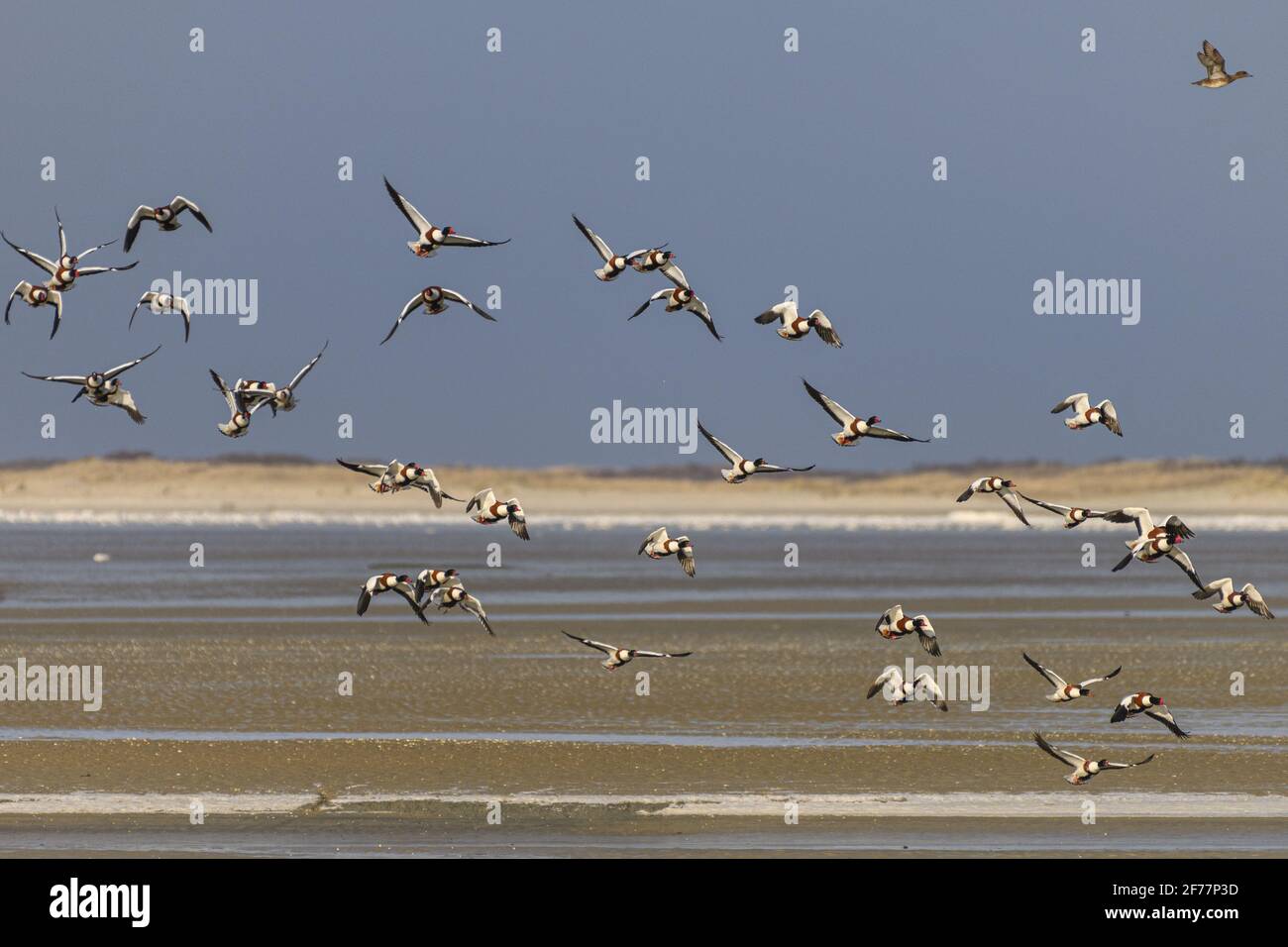 Frankreich, Somme, Baie de Somme, Le Crotoy, Plagen de la Maye, Réserve