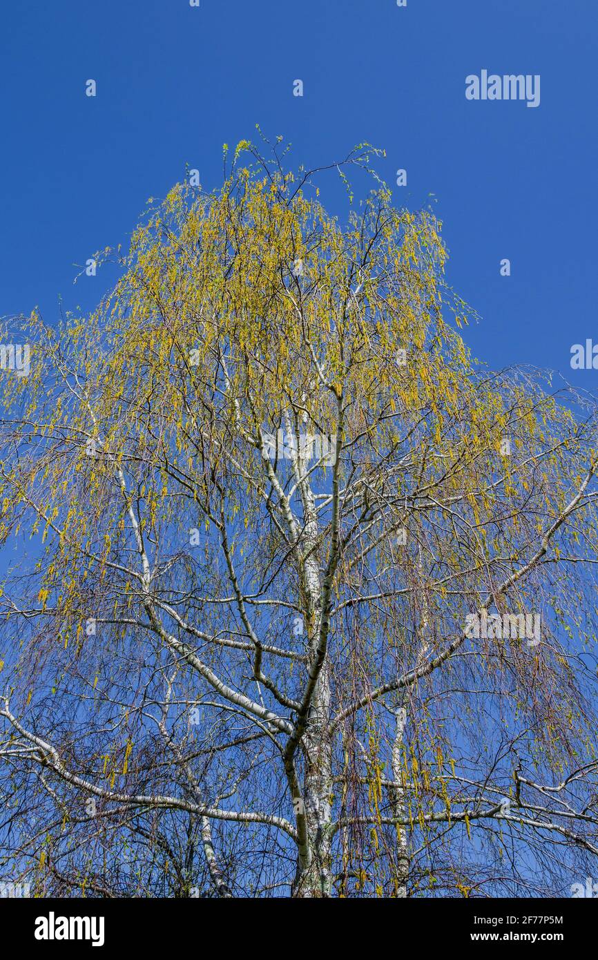 Silberbirke (Betula pendula) Kätzchen und neue Blätter. Stockfoto