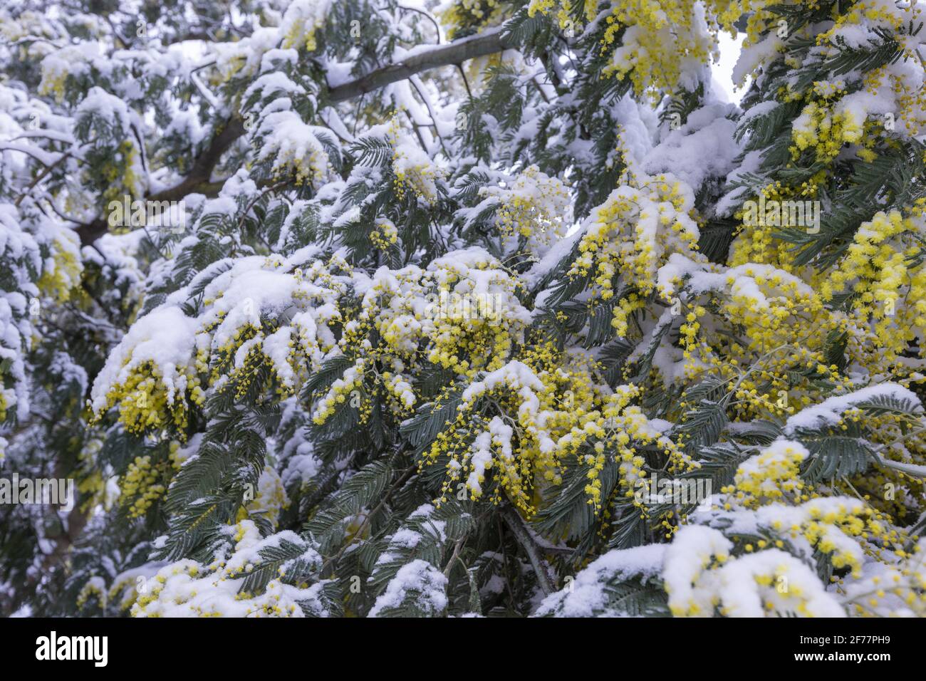 Frankreich, Ille et Vilaine, Le Reu, Mimosas blühen im Winter unter dem Schnee Stockfoto