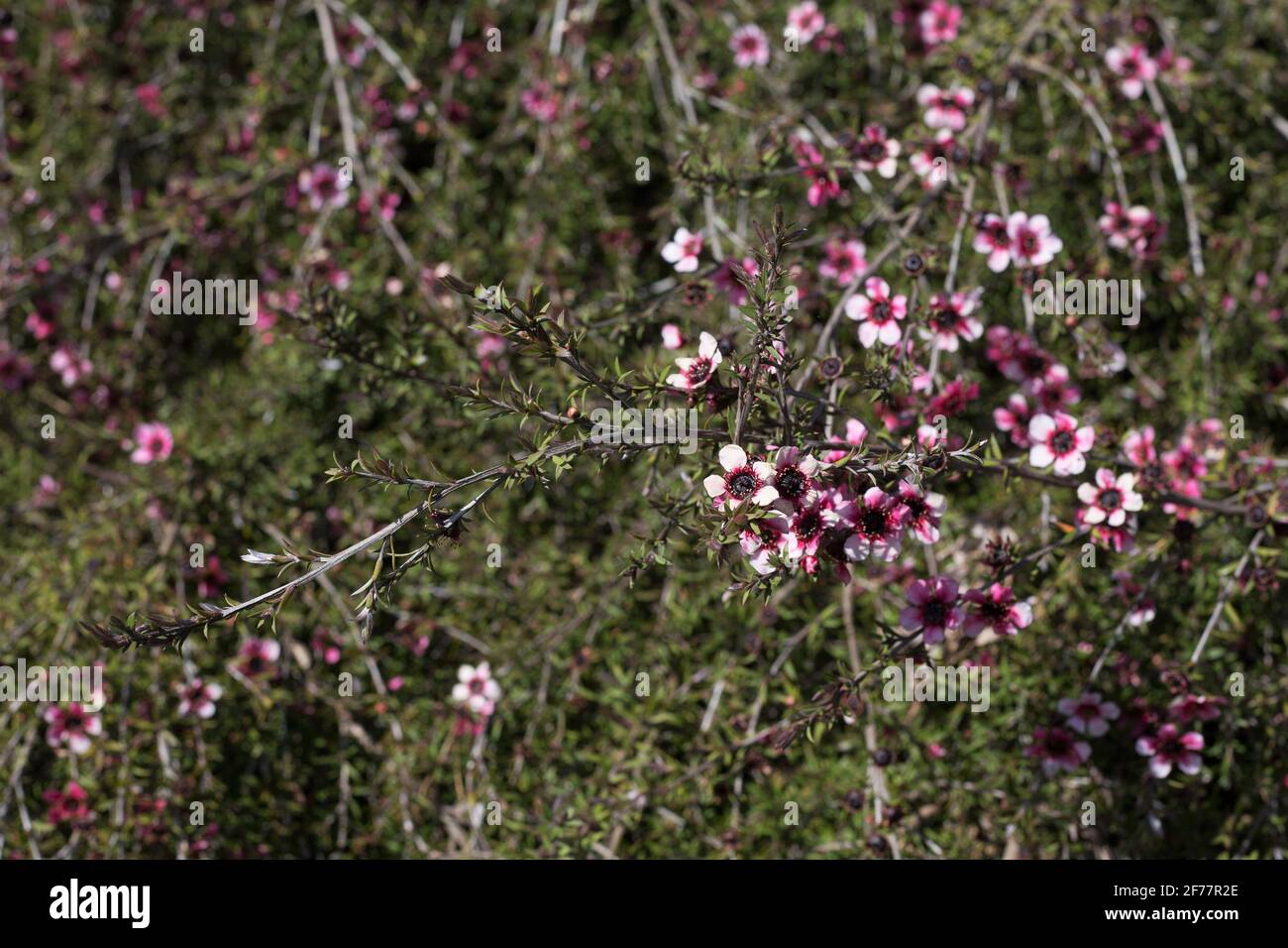 Leptospermum Scoparium 'Pink Cascade' - Teebaum. Stockfoto