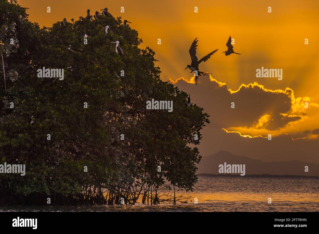 Frankreich, Karibik, Französisch-Westindien, Guadeloupe, Grande-Terre, Morne-à-l'Eau, Nationalpark Guadeloupe, Grand Cul-de-Sac Marin, Entdeckung des Mangroven von Vieux-Bourg mit dem Seemadel, hier eine kleine Mangroveninsel bei Sonnenuntergang, die in einen Nistkasten für die Kolonien von herrlichen Frigatebirds (Fregata magnizzens), Braunpelikanen (Pelecanus occidentalis) und Rinderreihern (Bubulcus ibis) umgewandelt wurde. Stockfoto