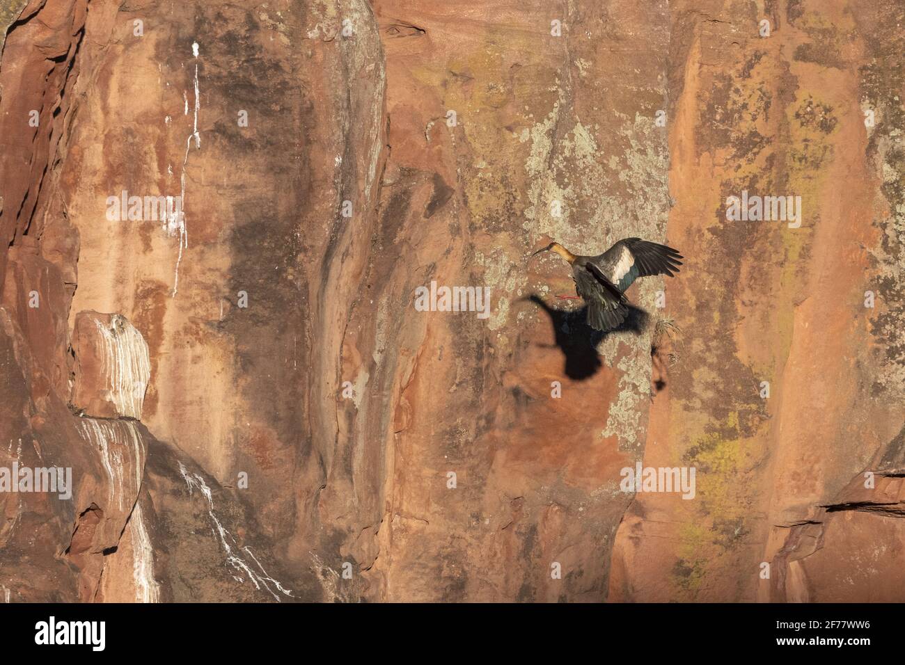 Brasilien, Mato Grosso do Sul, Pantanal, Buff-necked Ibis (Theristicus caudatus) Stockfoto