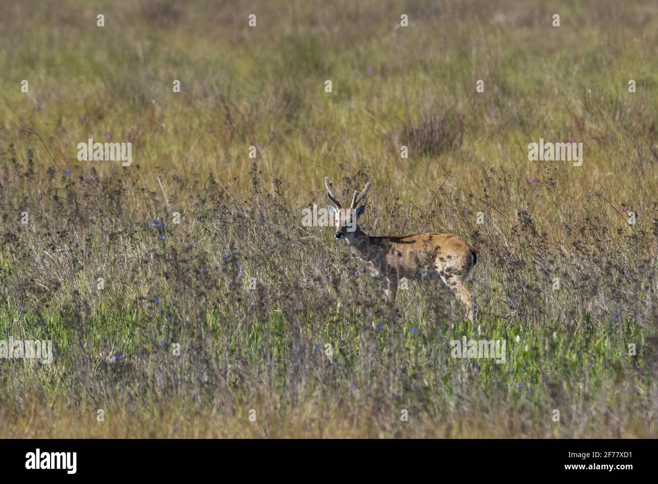 Brasilien, Mato Grosso do Sul, Pantanal, Pantanal Stockfoto