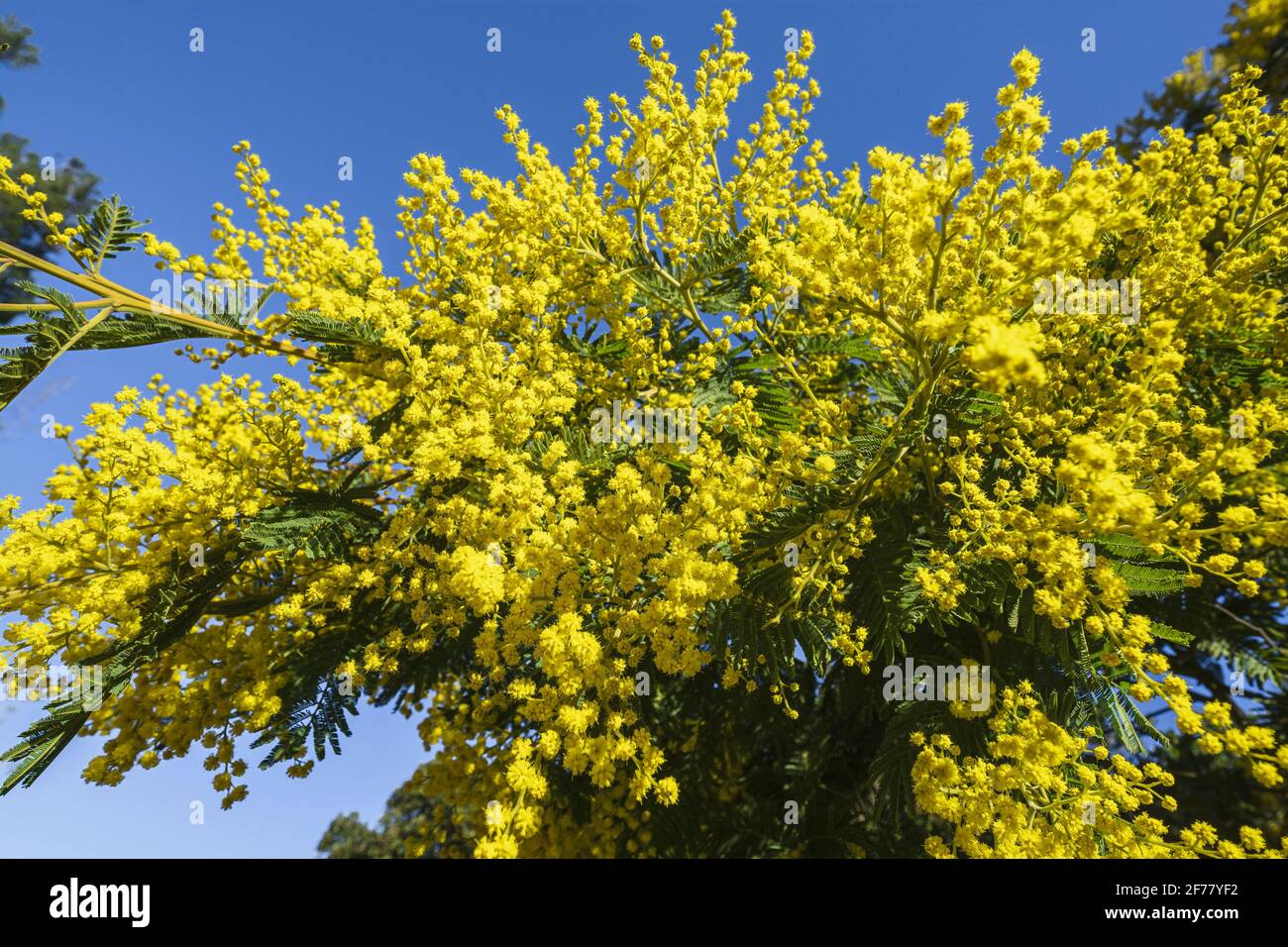 Frankreich, Var, Le Lavandou, blühende Mimosen Stockfoto