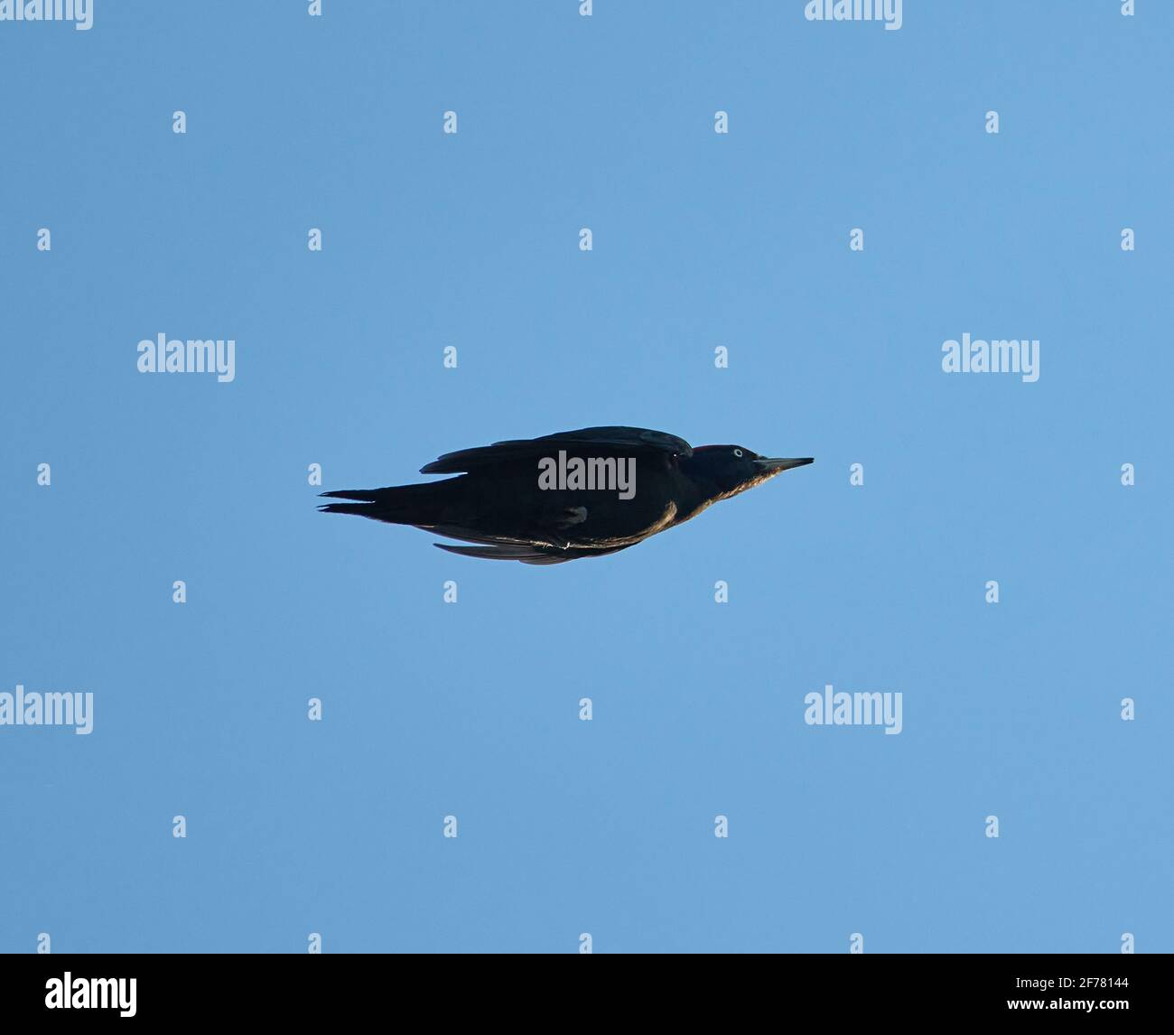 Der Schwarzspecht im Flug im Abendlicht gegen klar Blauer Himmel Stockfoto