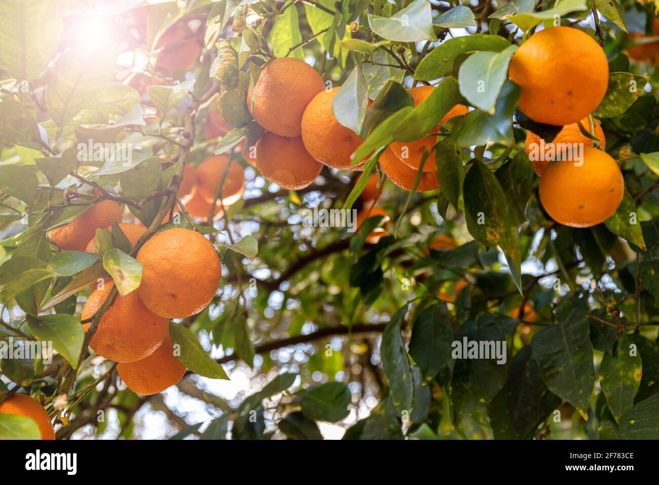 Ein orangefarbener Baum für ein sommerliches Konzept. Zweige eines Baumes voller reifer Orangen, die von einem Lichtstrahl der Sonne beleuchtet werden. Stockfoto