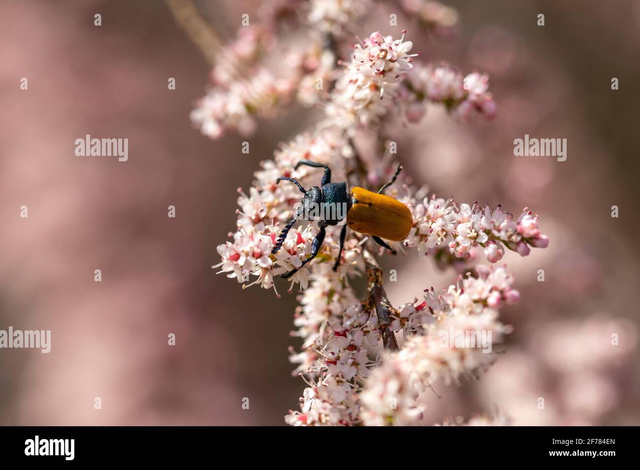 Das Frühlingsleben eines Käfers. Ein schwarz-gelber Käfer genießt den Frühling zwischen den blühenden Zweigen eines französischen Tamarisken. Stockfoto