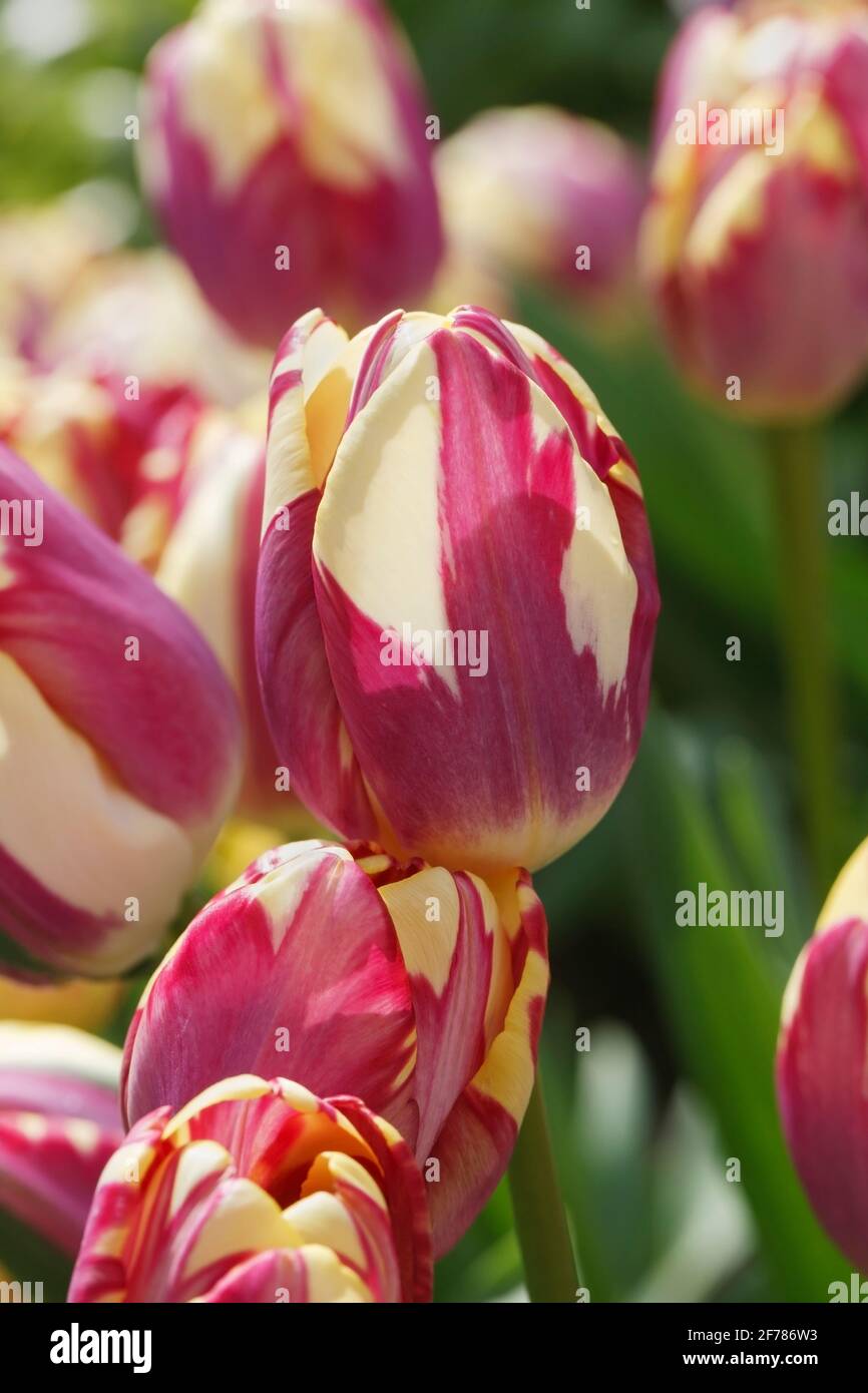 Tulipa „Striped Sail“-Blumen. Stockfoto