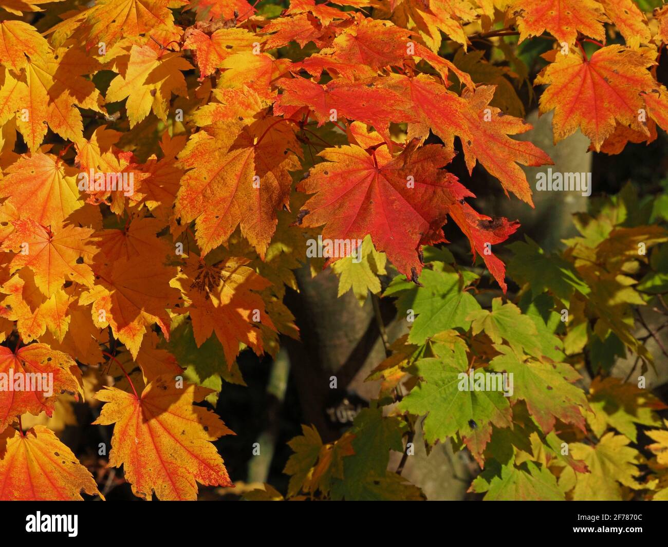 Helles Sonnenlicht auf zarten orangefarbenen, roten, gelben und grünen Blättern des japanischen Ahornbaums (Acer japonica) in Waldlichtung von Arboretum -Yorkshire, England, UK Stockfoto