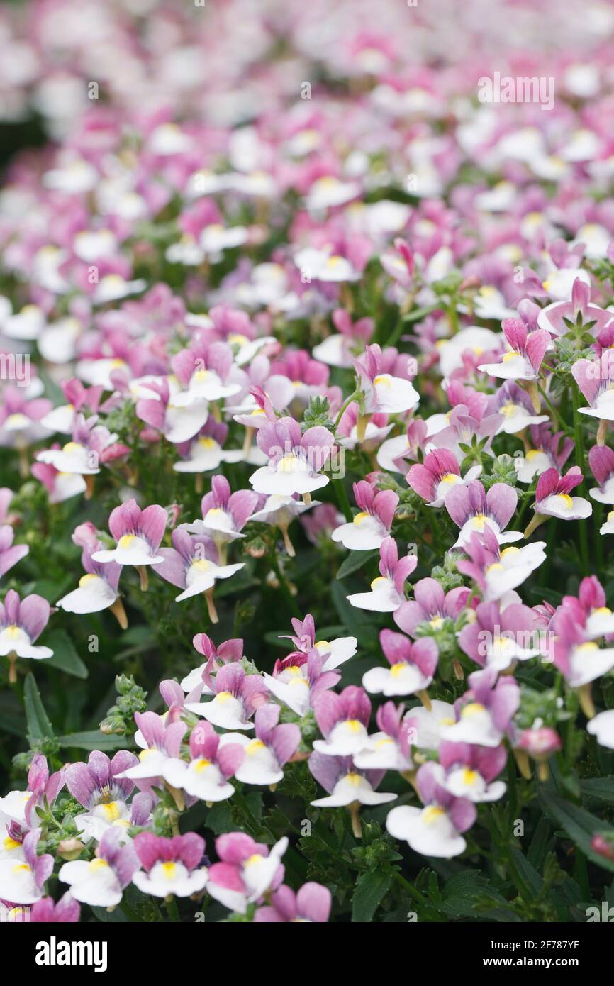 Nemesia 'Ostern Mütze' Blumen. Stockfoto