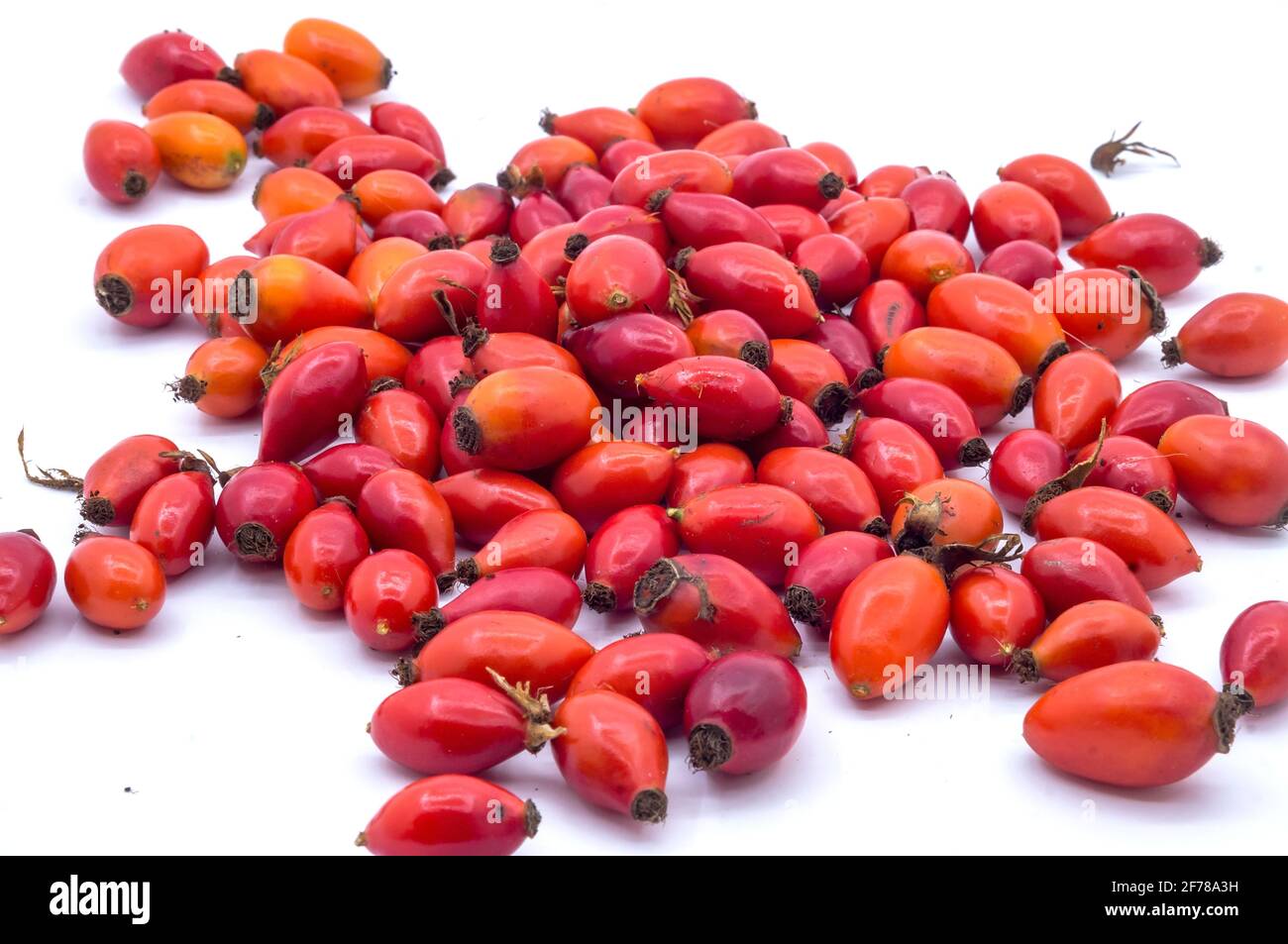Hagebutte auf weißem Hintergrund. Heilbeeren. Rosa canina. Wilde Rose. Hüftbusch. Stockfoto