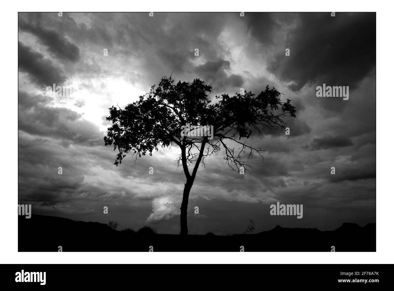 Unabhängiger Weihnachtsappellan...... Integrierte ländliche Entwicklung und Naturschutz (IRDNC) in Namibia.die trockene Wüstenlandschaft Namibias wartet auf die ersten Regenfälle der Saison. Ein klarer, bakeing blauer Himmel wird langsam in ein tiefes dunkelgrau gekocht, während die Wolken in Rollen. Der Regen stürmt und sobald knochentrockene Flüsse zum Leben erwacht. Foto von David Sandison November 2004 Stockfoto