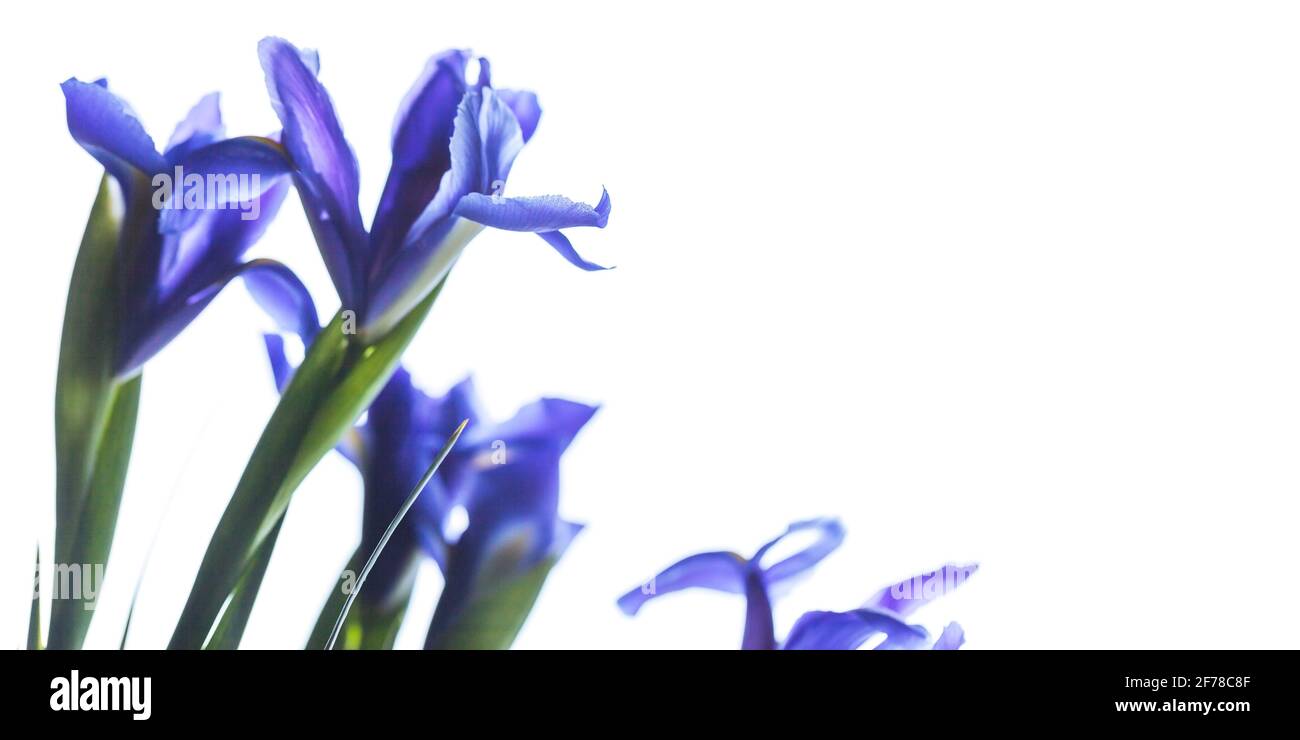 Blaue Irisblüten isoliert auf weißem Hintergrund, selektiver Fokus. Iris Laevigata Stockfoto
