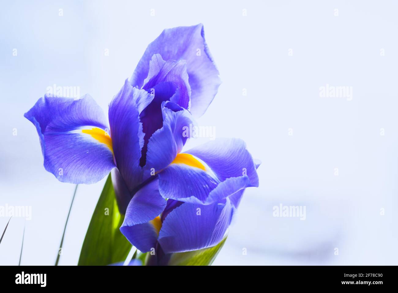Blaue Iris, Nahaufnahme von Blumen über verschwommenem Hintergrund, selektiver Fokus. Iris Laevigata Stockfoto