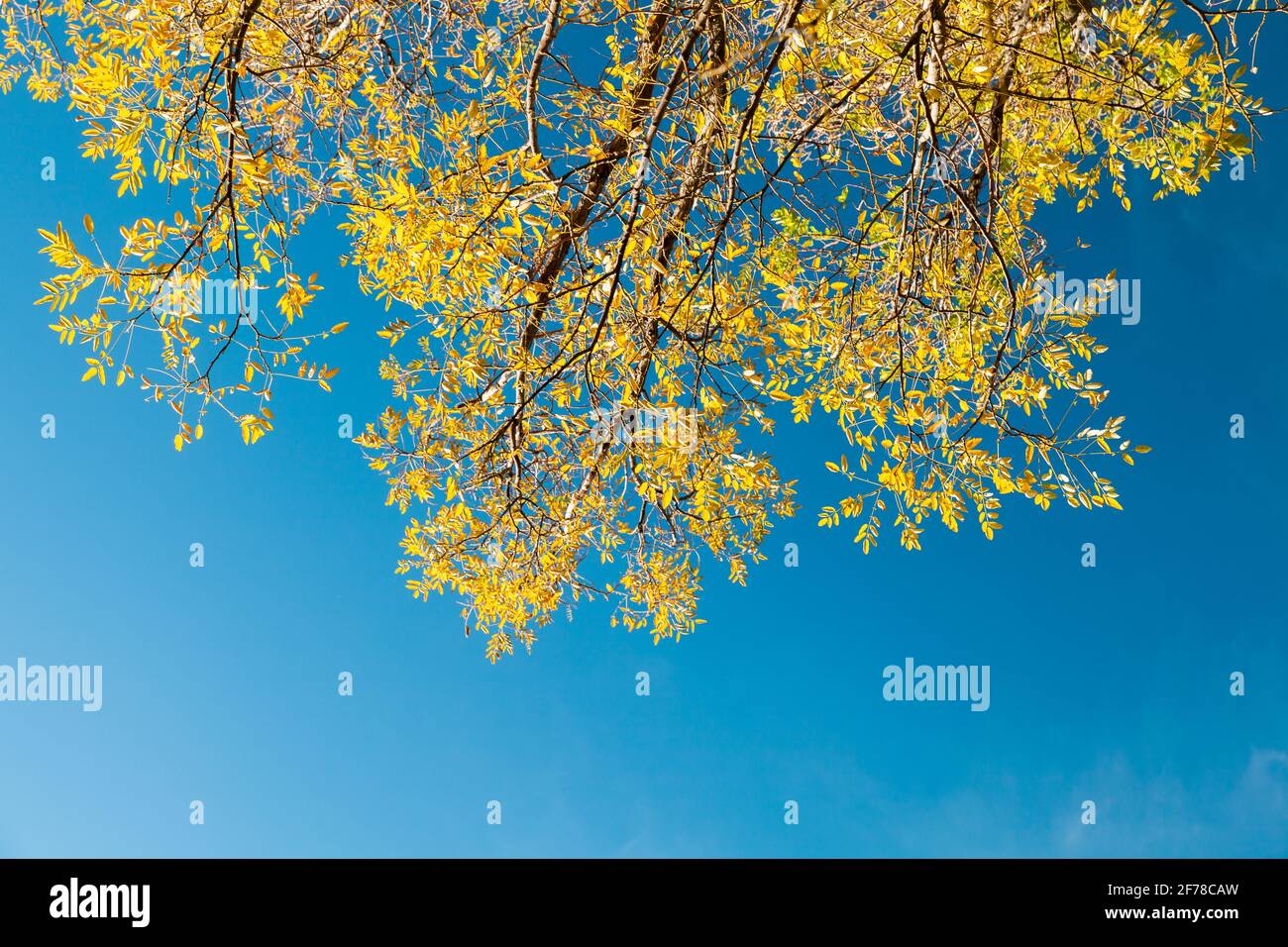 Leuchtend gelbe Blätter unter blauem Himmel, natürlicher Fotohintergrund Stockfoto