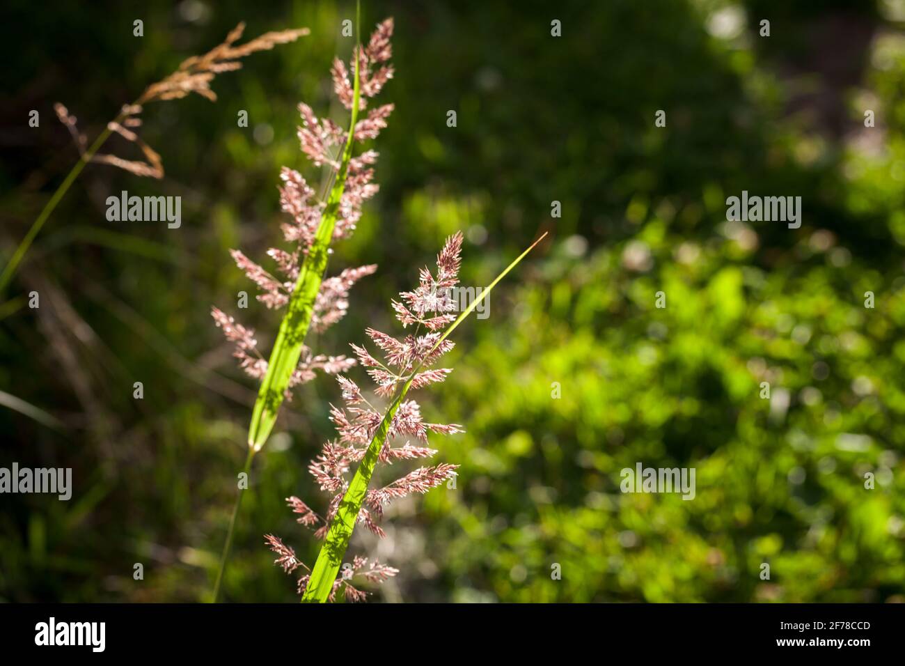 Frisches grünes Gras auf einer Wiese, Makrofoto Stockfoto