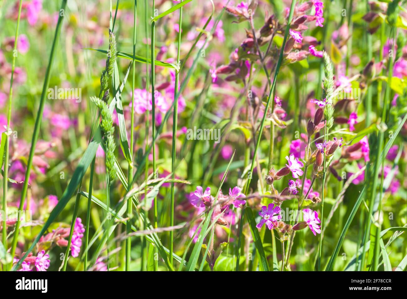 Wilde rosa Blumen, Sommer natürlichen Hintergrund Foto Stockfoto