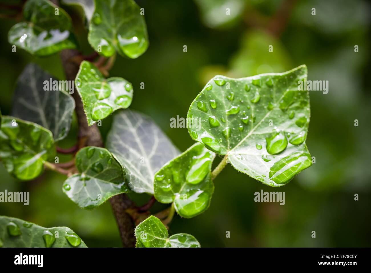Natürliches Hintergrundfoto mit grünen Blättern und Wassertropfen Stockfoto