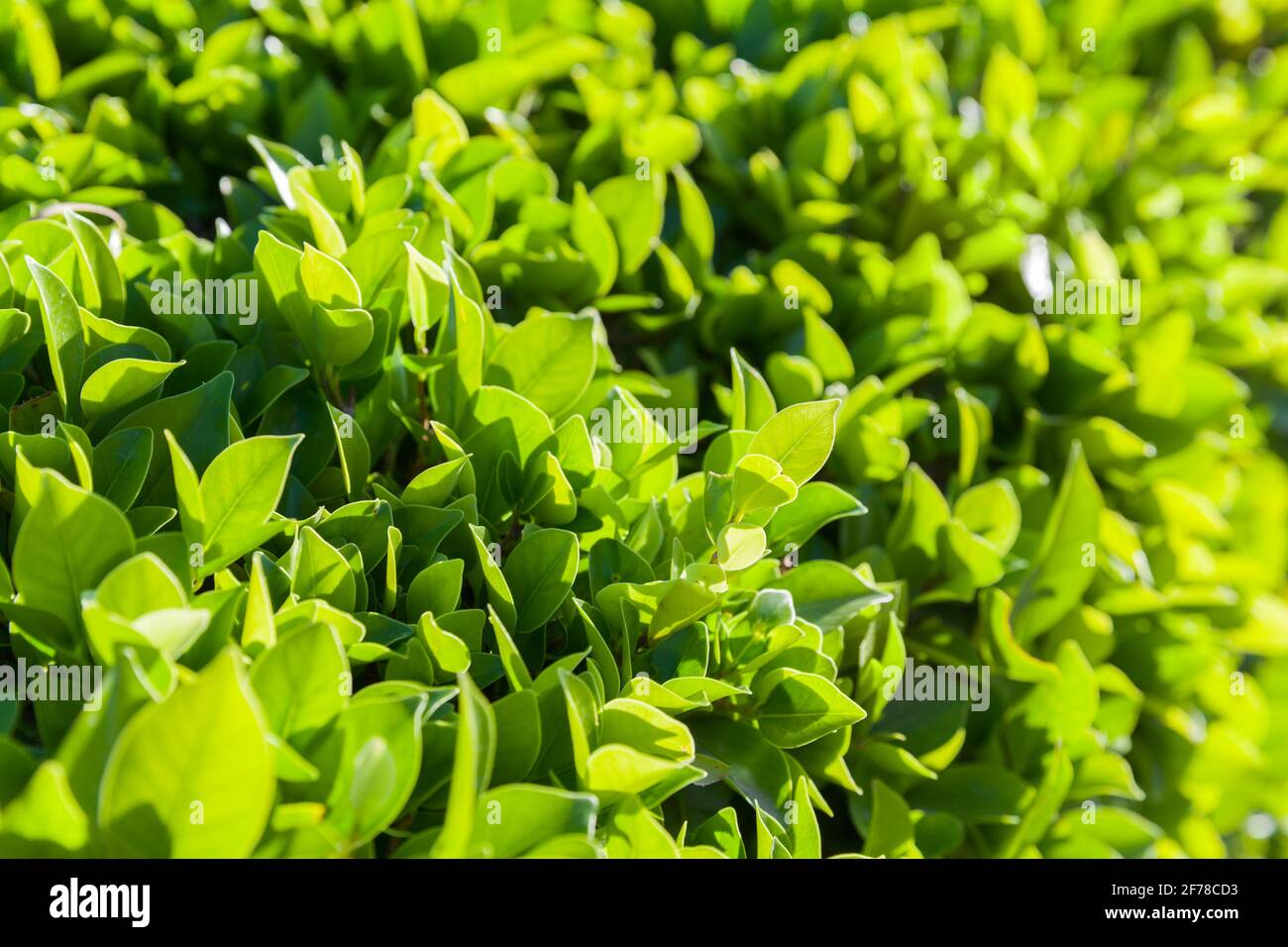 Natürliches Hintergrundfoto mit frischen grünen Blättern bei Sonnenschein, Nahaufnahme mit selektivem Fokus Stockfoto