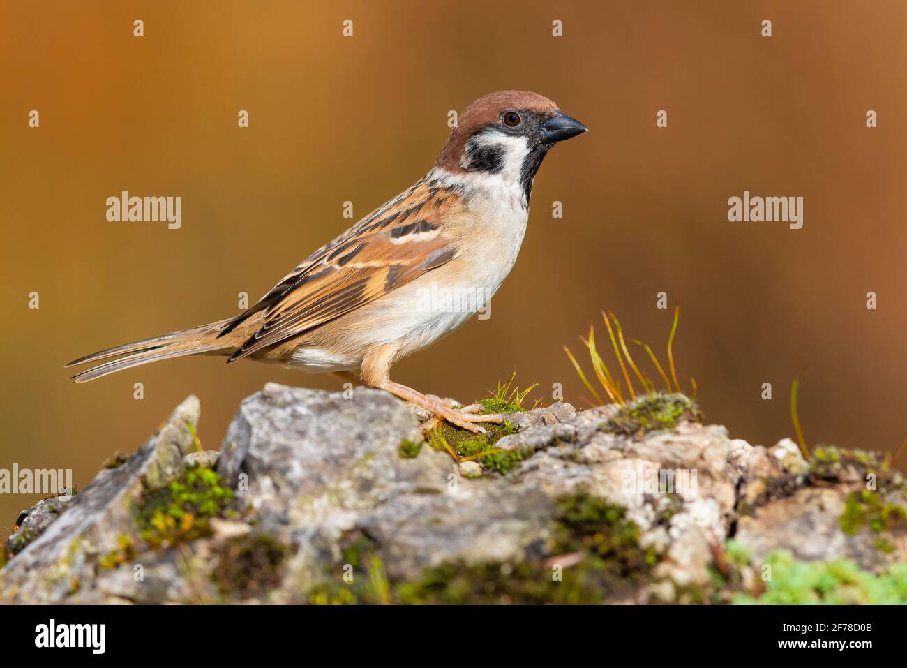 Eurasischer Baumsparrow (Passer montanus), Seitenansicht eines Erwachsenen, der auf einem Felsen steht, Kampanien, Italien Stockfoto