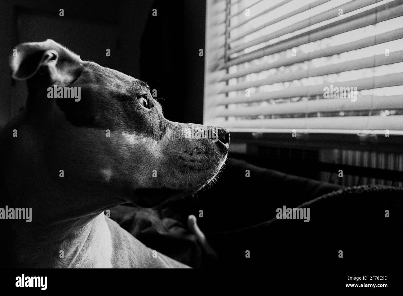 Ein Mischlingshund (American Staffordshire Pit Bull Terrier und American Pit Bull Terrier) (Canis lupus familiaris) schaut besorgt aus dem Fenster Stockfoto
