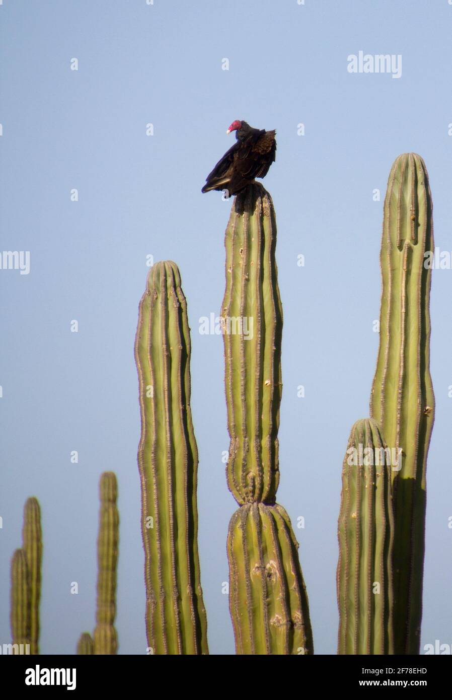 Bussard auf einer Karte Stockfoto