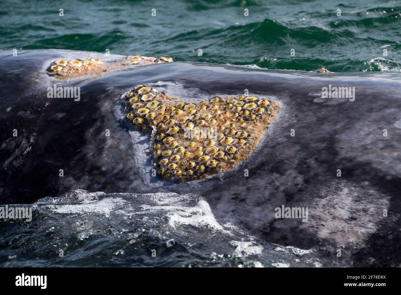 Grauwal-Parasiten Stockfoto