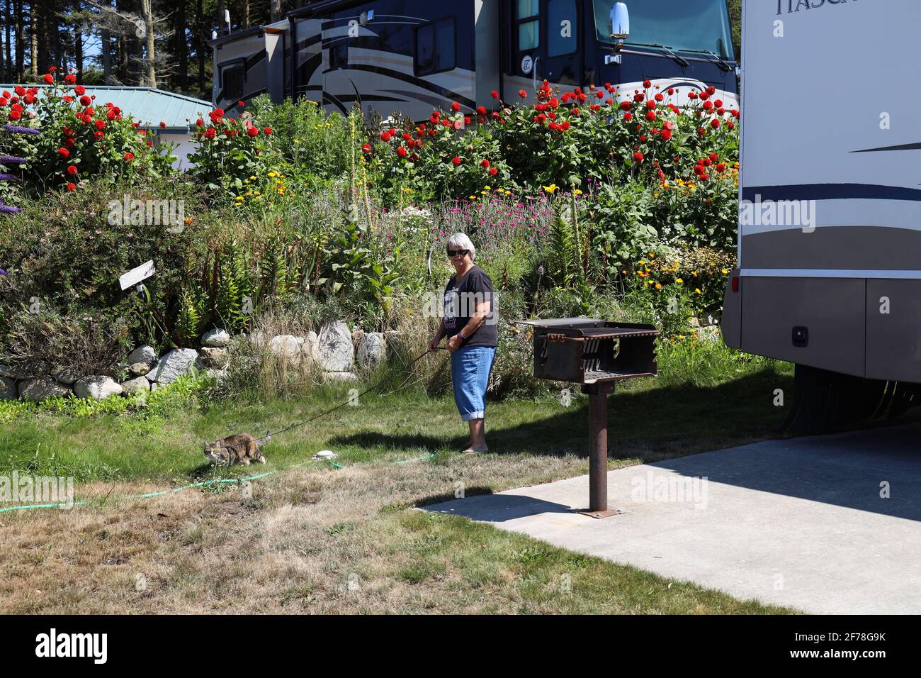 Spaziergang mit einer Katze an der Leine im Cliffside FamCamp, NAS Whidbey Island, Oak Harbor, WA Stockfoto