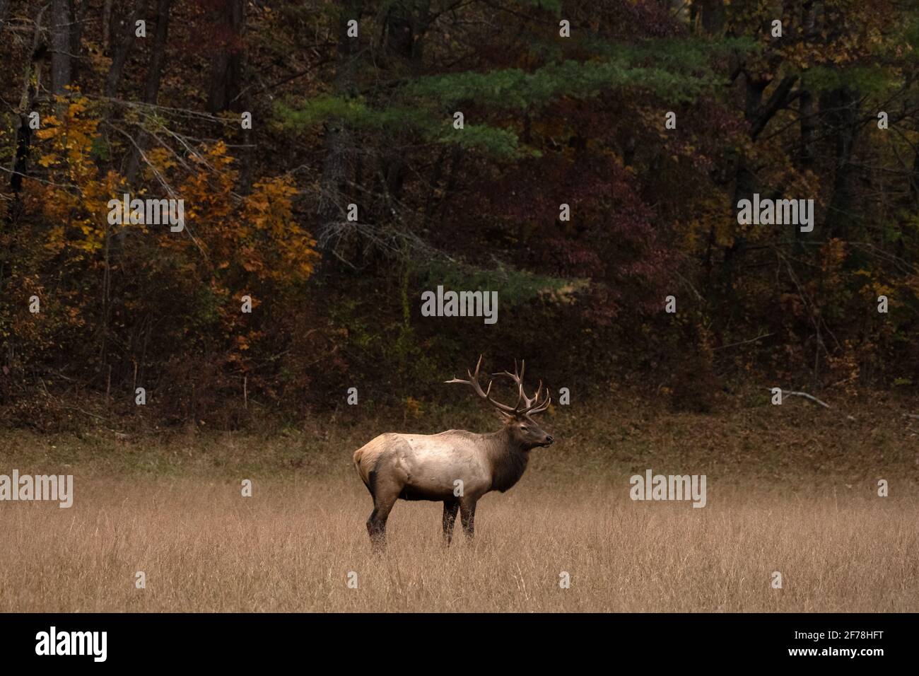 Bull Elk steht am Fall Forest Edge in Great Smoky Mountains National Park Stockfoto