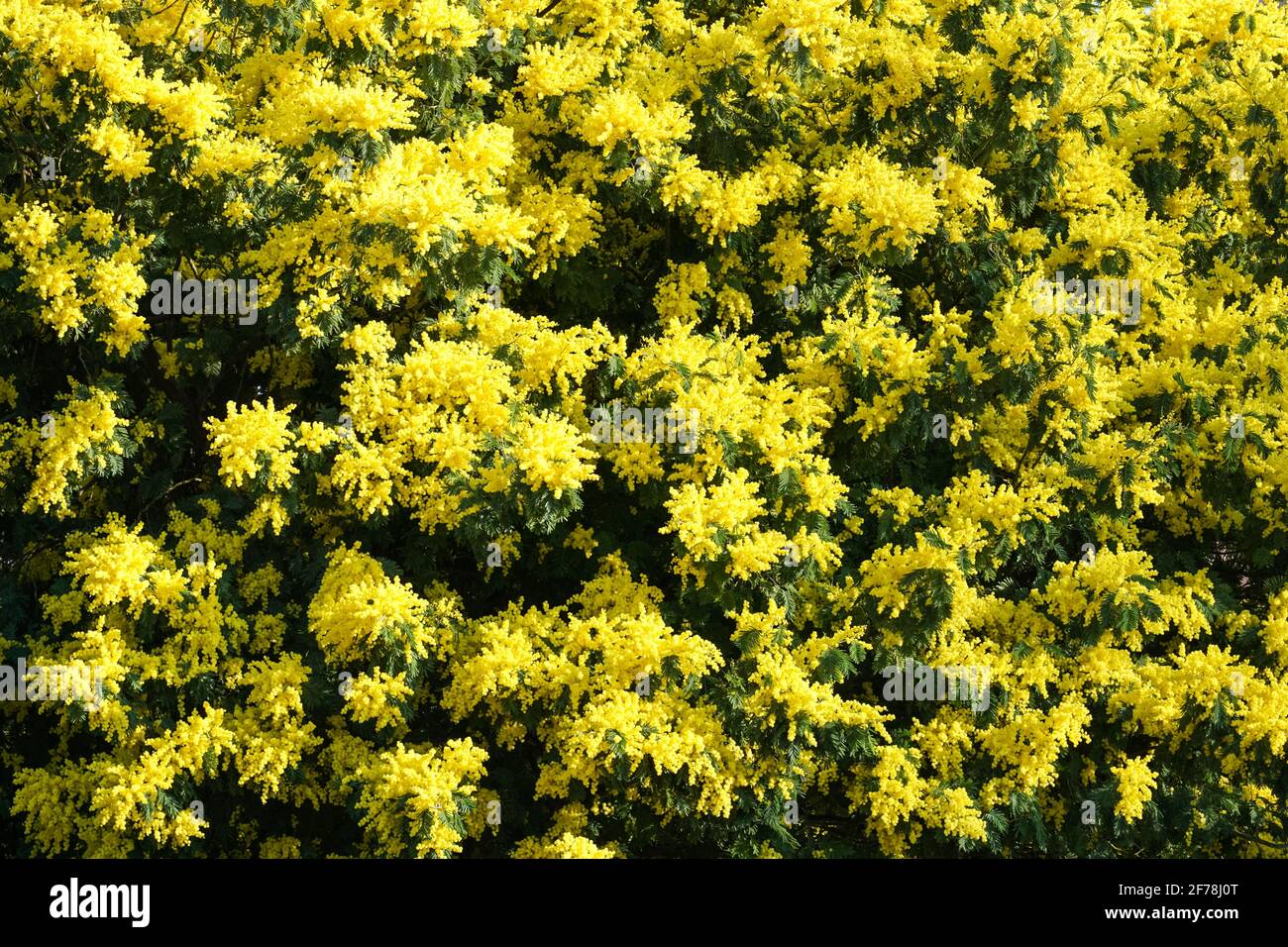 Blühende Blüten des Mimosa-Zwergbaums Stockfoto