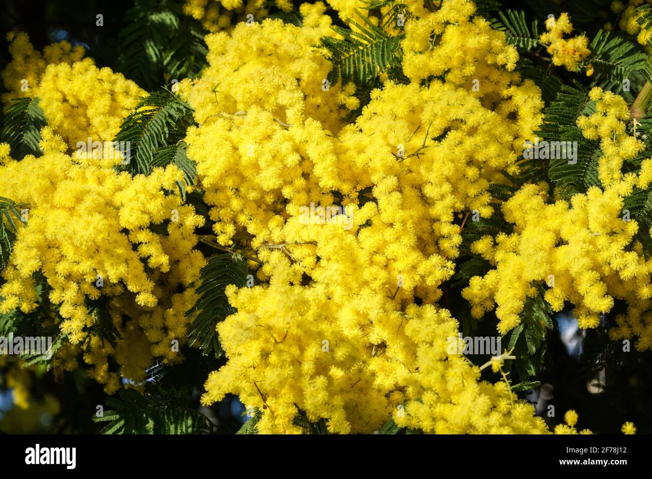 Blühende Blüten des Mimosa-Zwergbaums Stockfoto