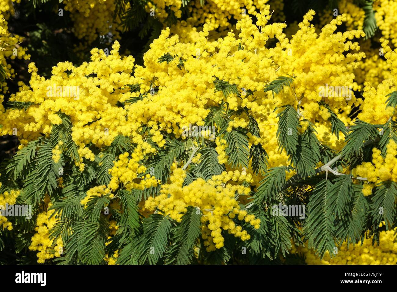 Blühende Blüten des Mimosa-Zwergbaums Stockfoto