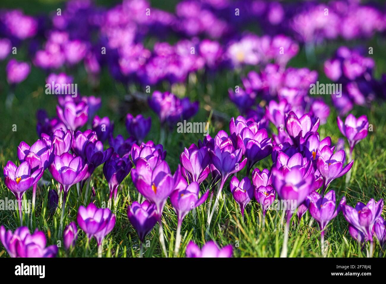 Lila Krokusse blühen auf Graswiese im frühen Frühlingssonne Stockfoto