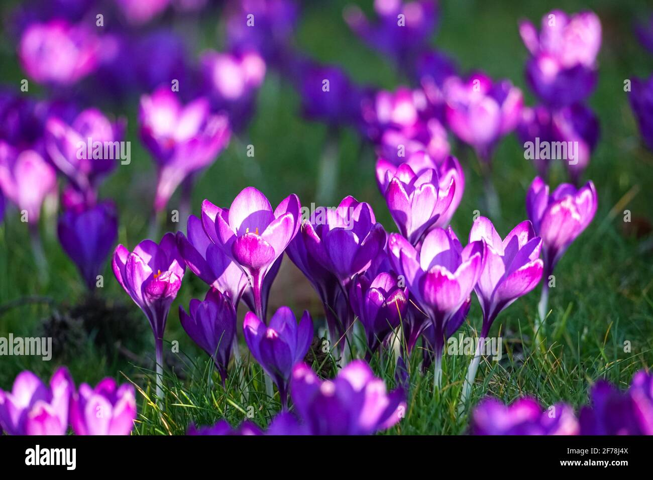 Lila Krokusse blühen auf Graswiese im frühen Frühlingssonne Stockfoto