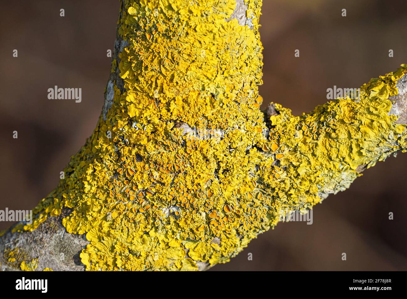 Xanthoria parietina, eine gewöhnliche Blattschleie auf einem Baumzweig in England, Großbritannien Stockfoto