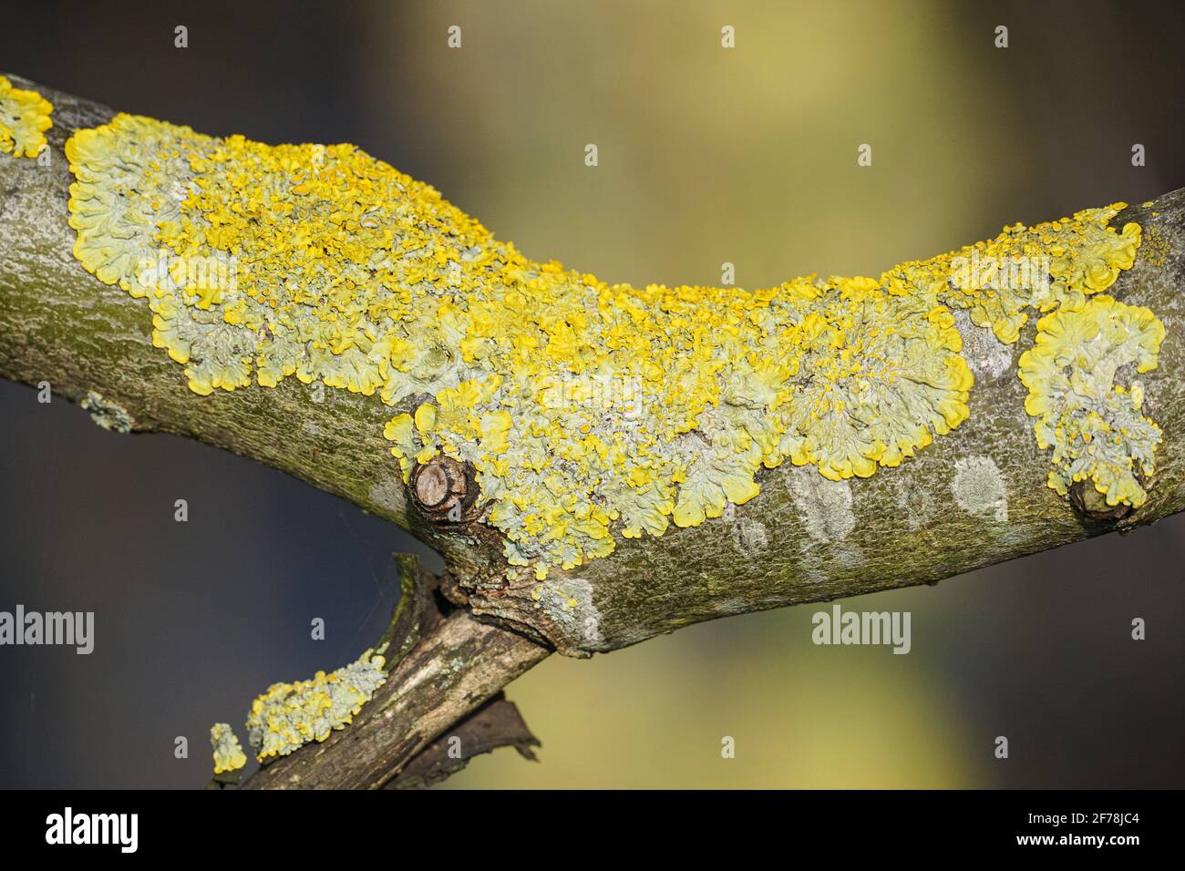 Xanthoria parietina, eine gewöhnliche Blattschleie auf einem Baumzweig in England, Großbritannien Stockfoto