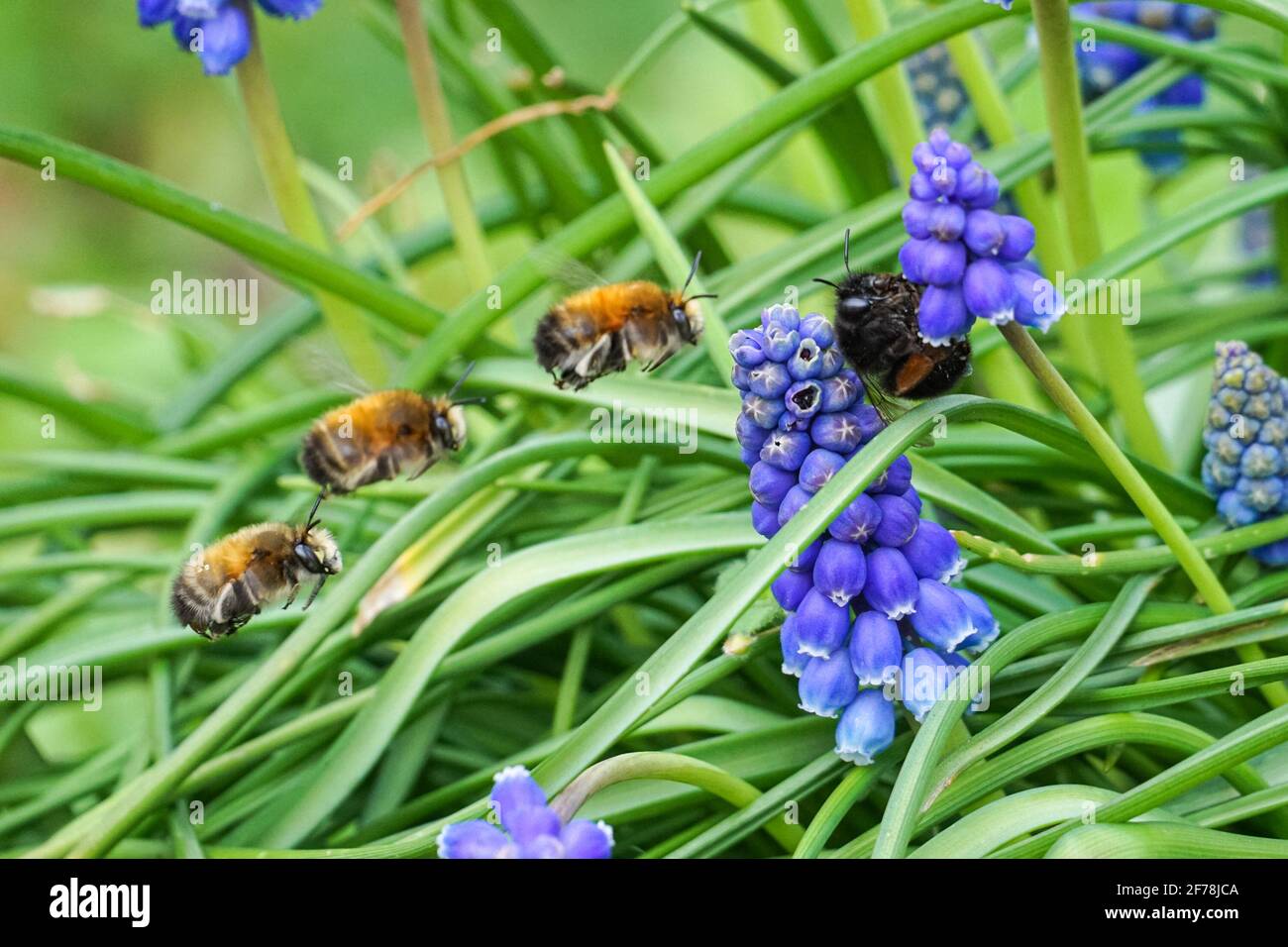Hummel auf Muscari vernachlässectum bekannt als Traubenhyazinthe Stockfoto