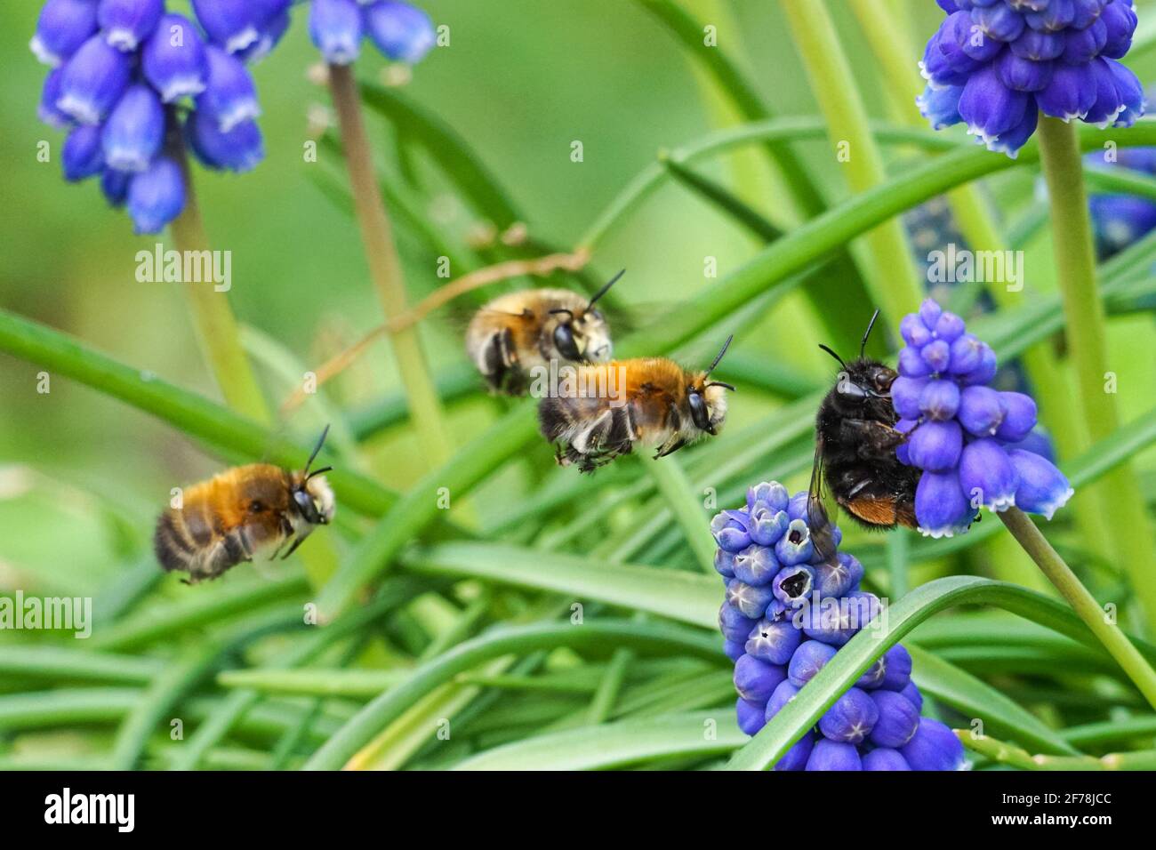 Hummel auf Muscari vernachlässectum bekannt als Traubenhyazinthe Stockfoto