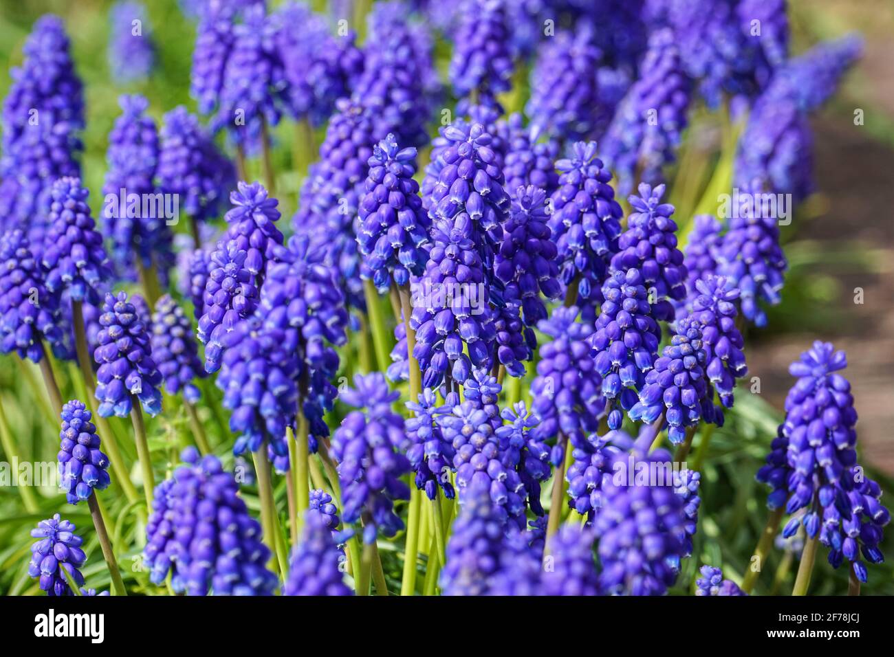 Muscari Neglectum genannt Grape hyacinth Stockfoto