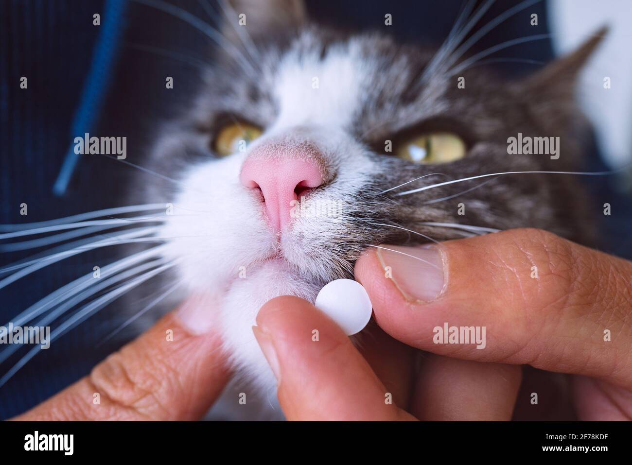 Mann, der einer kranken Katze eine Pille gab. Tablets für Haustiere. Medikamente und Vitamine für Tiere. Anthelmintikum für Haustiere Stockfoto