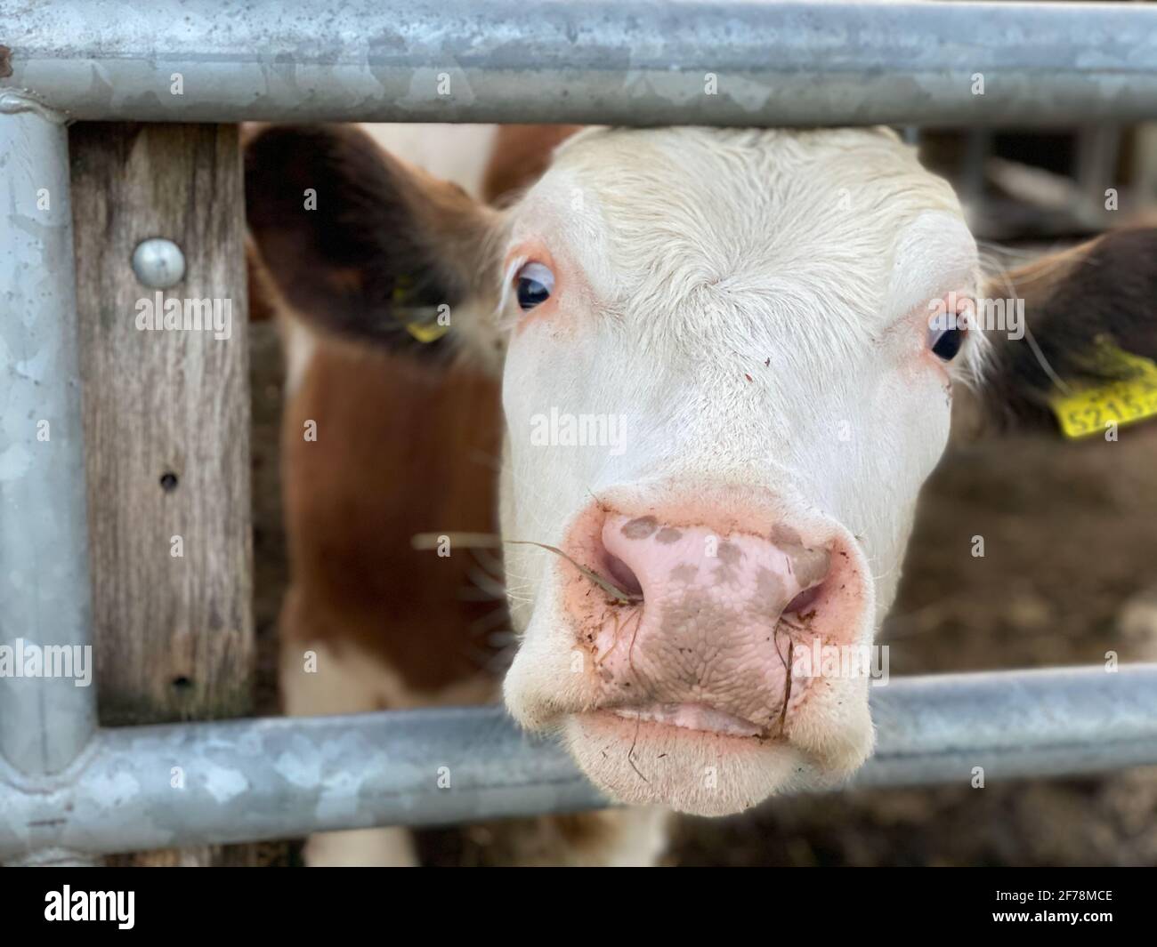 Nahaufnahme einer Fleckvieh-Milchkuh in den österreichischen alpen mit gelben Ohrmarken. Stockfoto