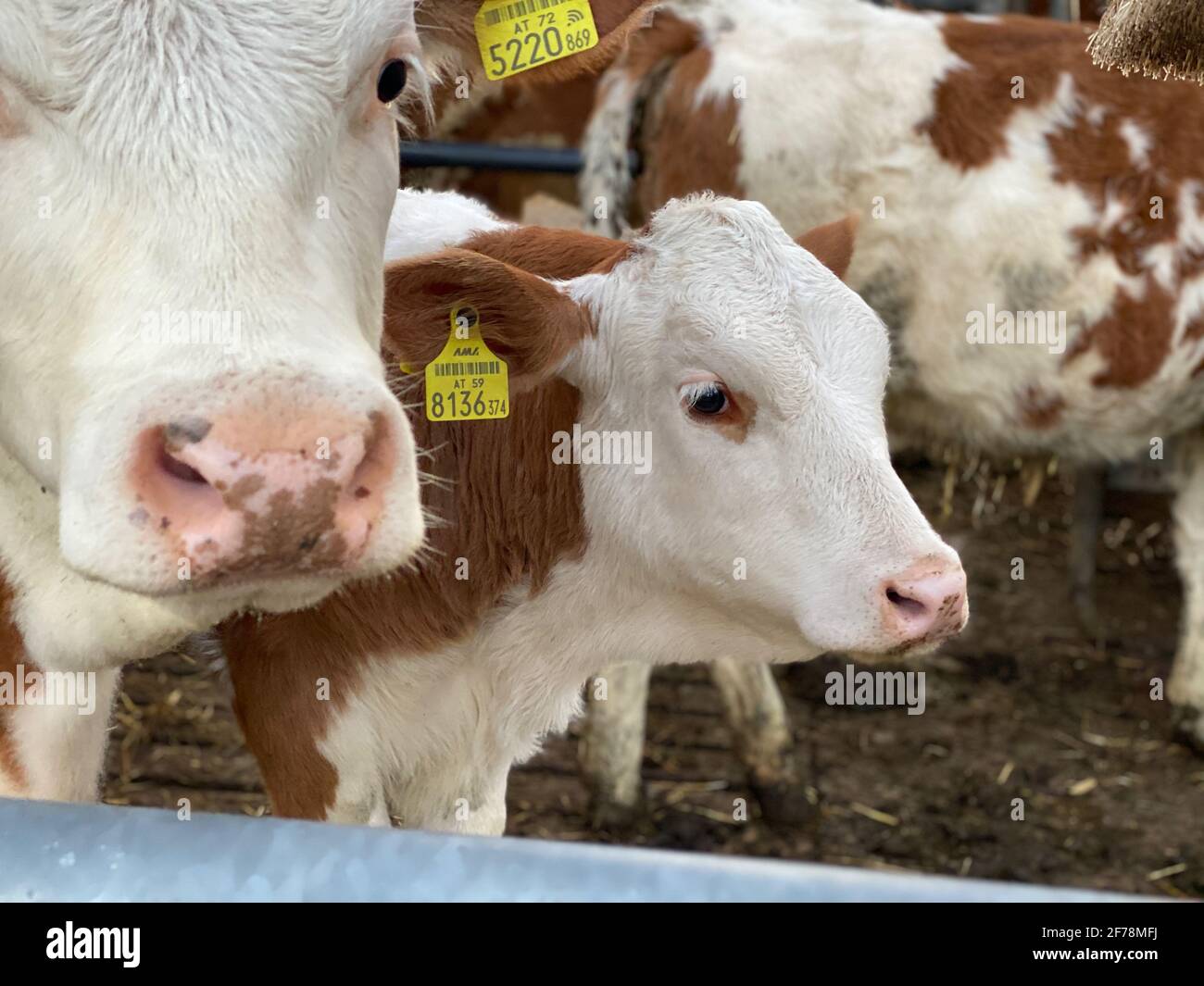Nahaufnahme einer Fleckvieh-Milchkuh in den österreichischen alpen mit gelben Ohrmarken. Stockfoto