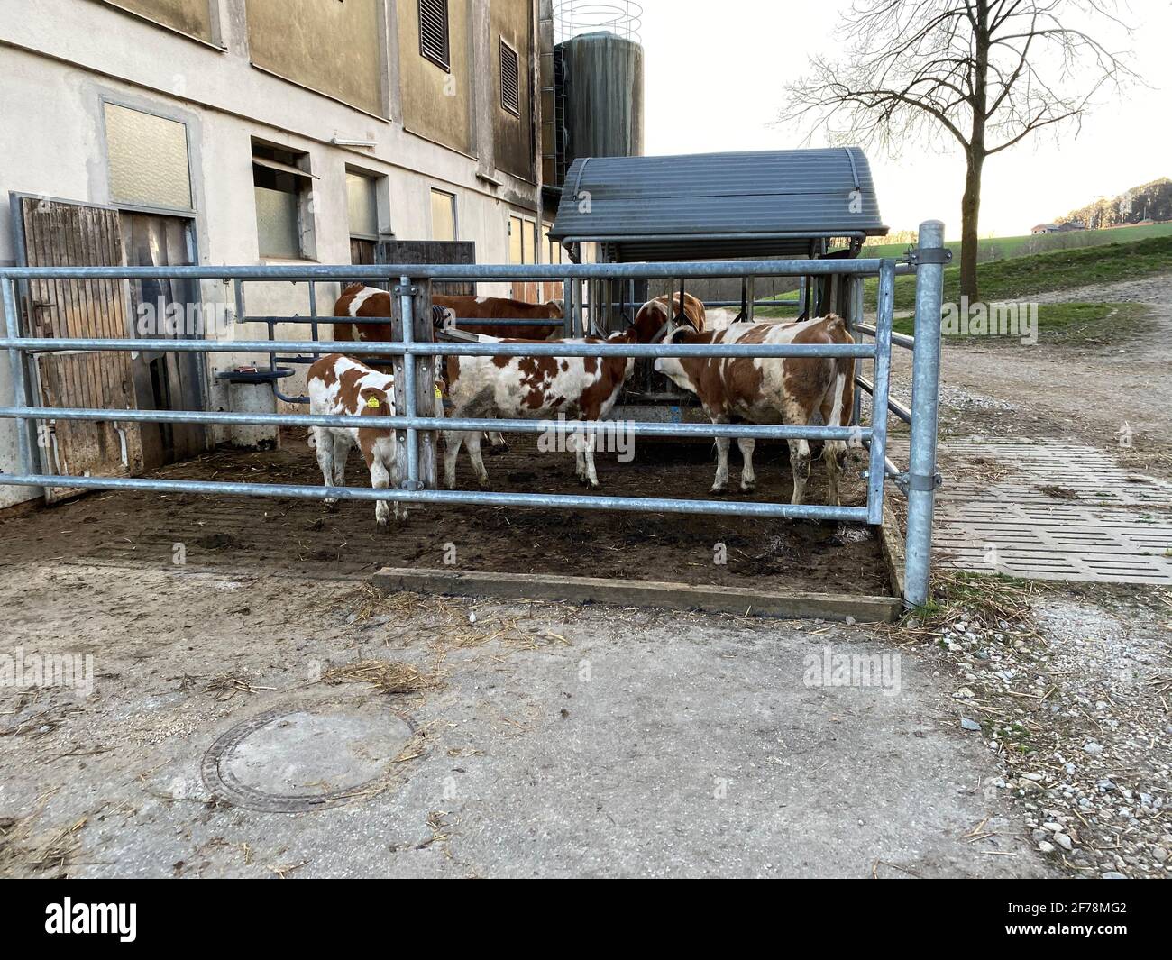 Ein österreichischer Bauernhof mit Simmentaler Milchkühen Stockfoto