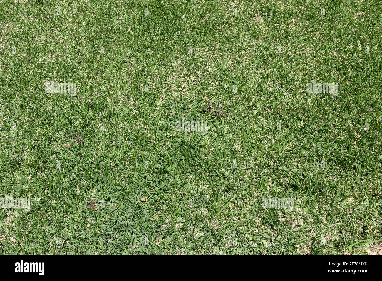 Eine Fläche von kurzem, gemähtem Gras in einem Hof, Garten oder Park. Grünes Gras für den Hintergrund Stockfoto