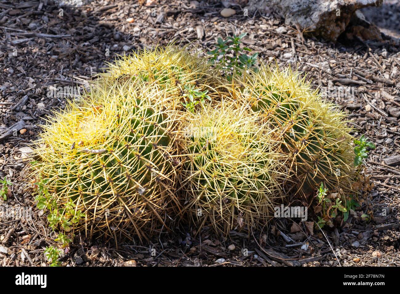Echinocactus grusonii, im Volksmund bekannt als der goldene Barrel Kaktus, Goldkugel oder Schwiegermutter Kissen, ist eine bekannte Spezies von Kaktus, und ist Stockfoto