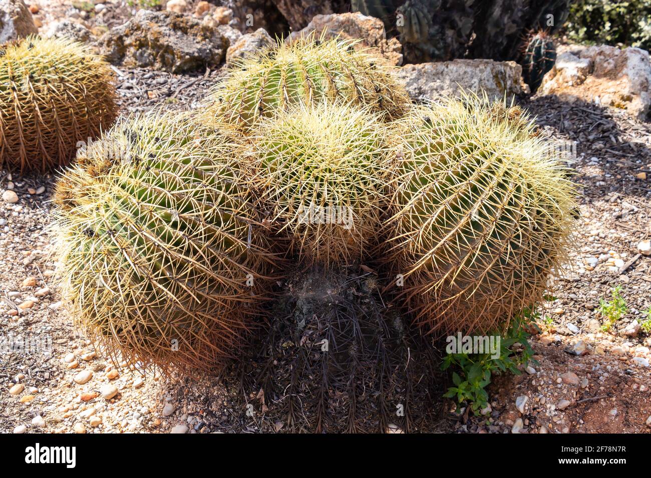 Echinocactus grusonii, im Volksmund bekannt als der goldene Barrel Kaktus, Goldkugel oder Schwiegermutter Kissen, ist eine bekannte Spezies von Kaktus, und ist Stockfoto