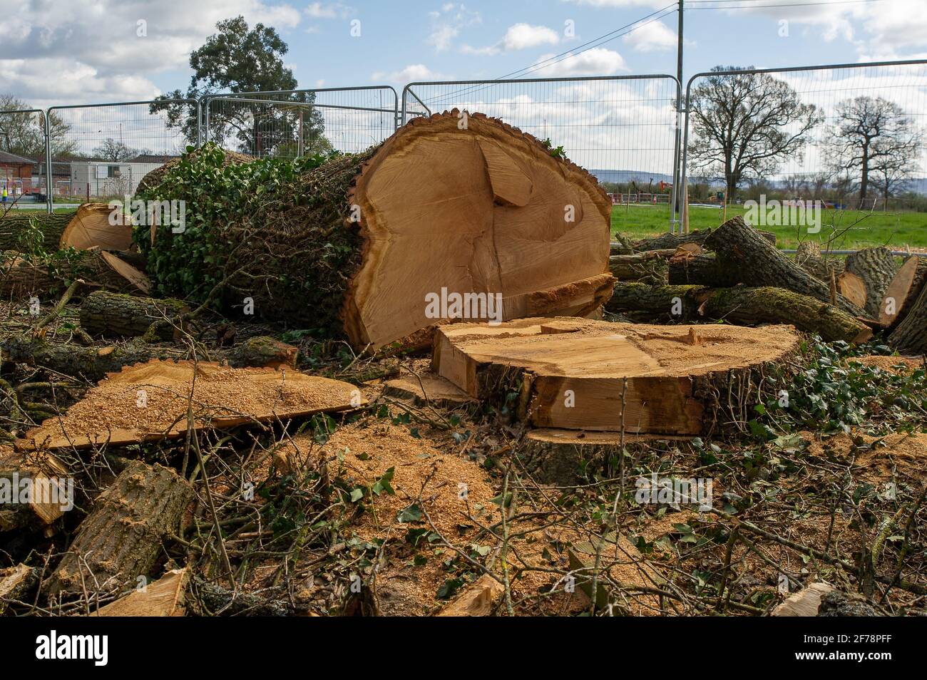 Aylesbury, Großbritannien. April 2021. HS2 Ltd hat gerade während der Vogelbrütersaison eine weitere riesige Eiche gefällt, was Einheimische und Umweltschützer sehr verärgert hat. Die sehr umstrittene und zu günstige High Speed 2-Bahnverbindung von London nach Birmingham zeigt eine riesige Narbe über die Chilterns, die eine AONB ist und 108 uralte Waldgebiete, 693 Wildtiergebiete und 33 SSSIs gefährdet. Quelle: Maureen McLean/Alamy Stockfoto