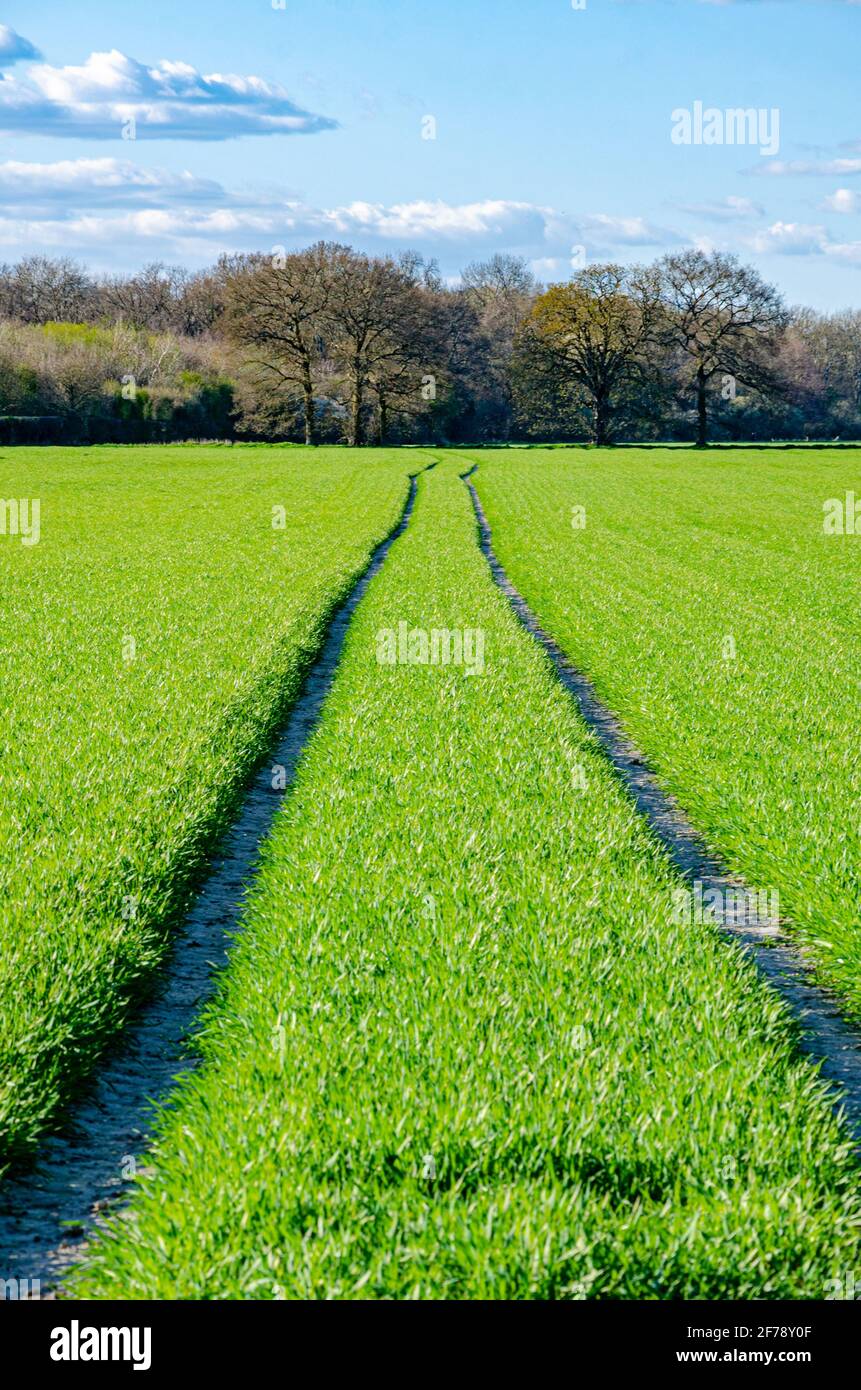 Traktorspuren führen durch ein Feld von leuchtendem Grün Im Frühjahr wächst auf einem Feld Stockfoto